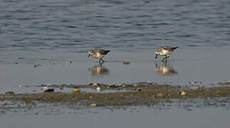 Spoon-billed Sandpiper