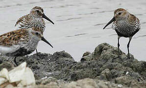 Dunlin