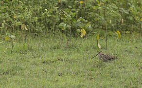 Pin-tailed Snipe