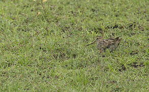 Pin-tailed Snipe