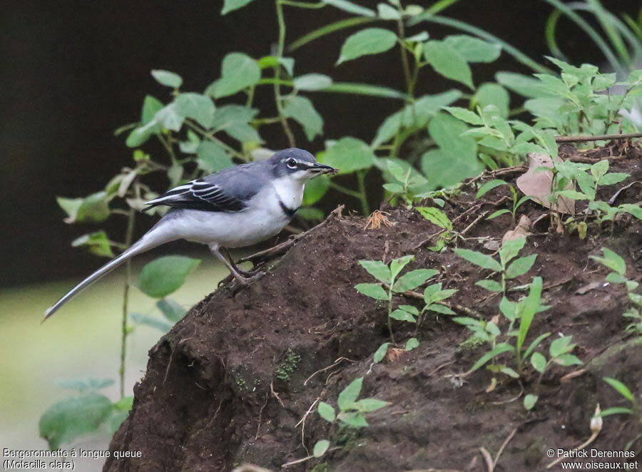 Mountain Wagtailadult, identification, feeding habits