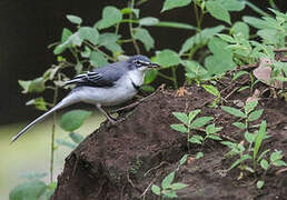 Mountain Wagtail