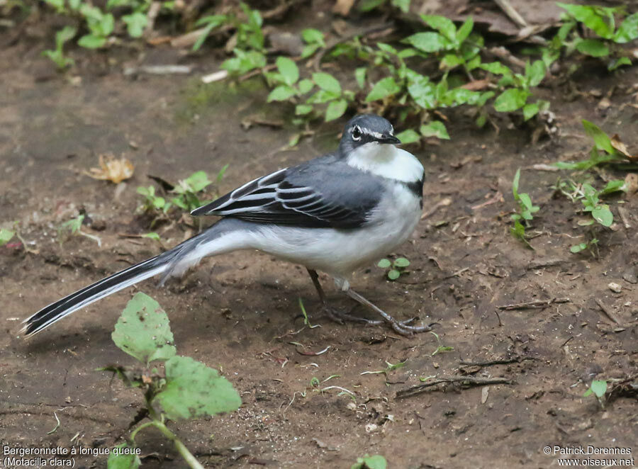 Mountain Wagtailadult, identification