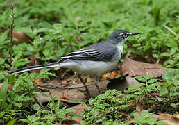 Mountain Wagtail