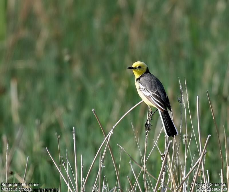 Citrine Wagtailadult breeding