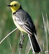 Citrine Wagtail