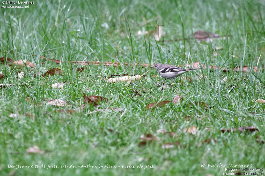 Forest Wagtail, identification, habitat