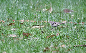 Forest Wagtail