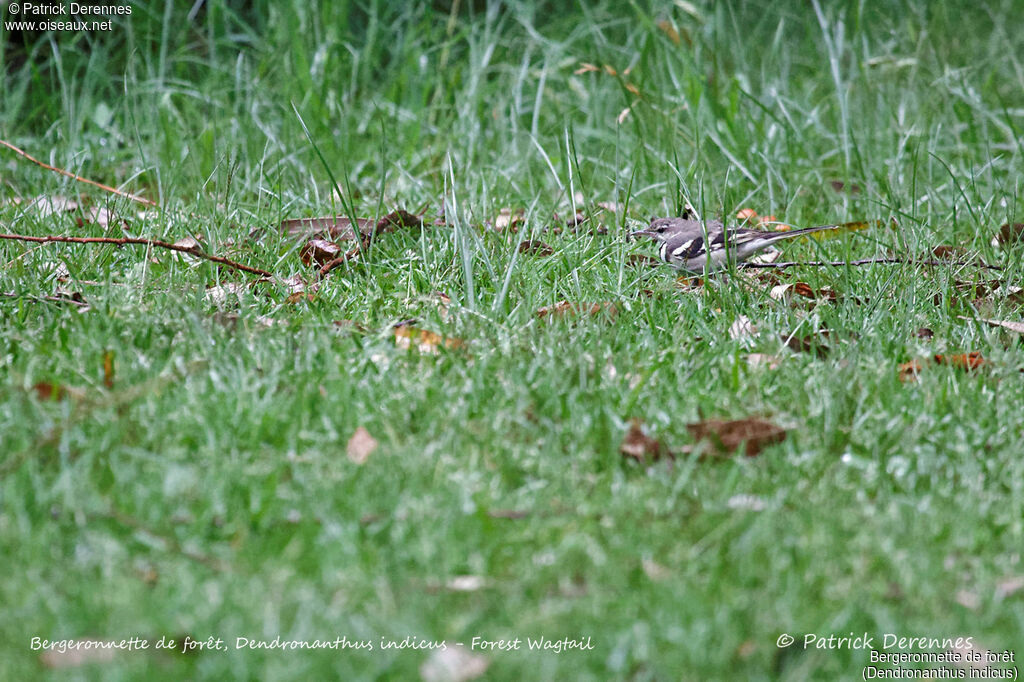 Bergeronnette de forêt, identification, habitat