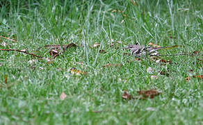 Forest Wagtail