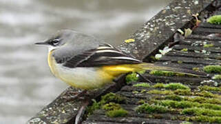 Grey Wagtail