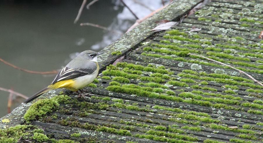 Grey Wagtail male adult post breeding, identification