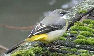 Grey Wagtail