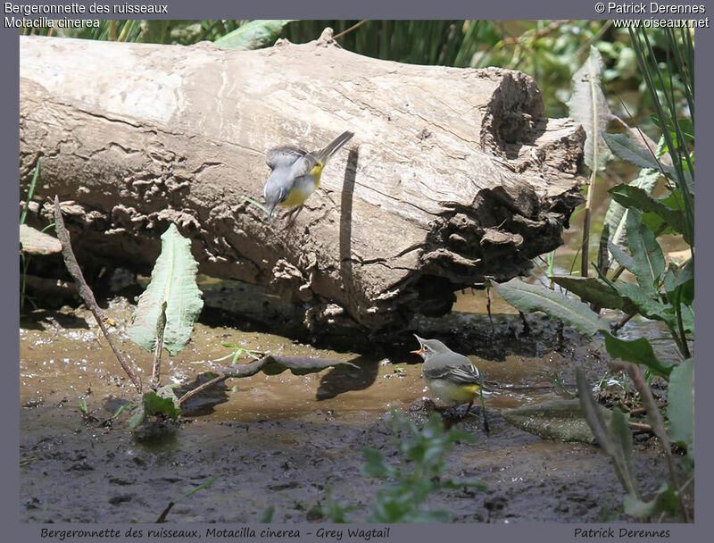 Grey Wagtail, identification, feeding habits, Reproduction-nesting, Behaviour
