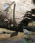 Grey Wagtail