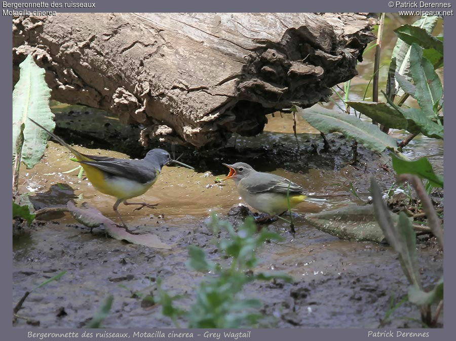 Grey Wagtail, identification, feeding habits, Reproduction-nesting, Behaviour