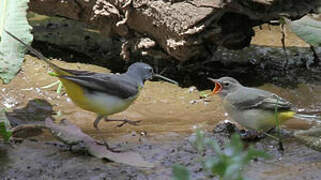 Grey Wagtail