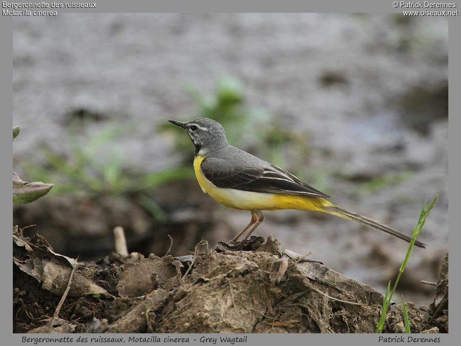 Grey Wagtailadult, identification