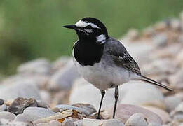 White Wagtail