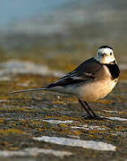 White Wagtail