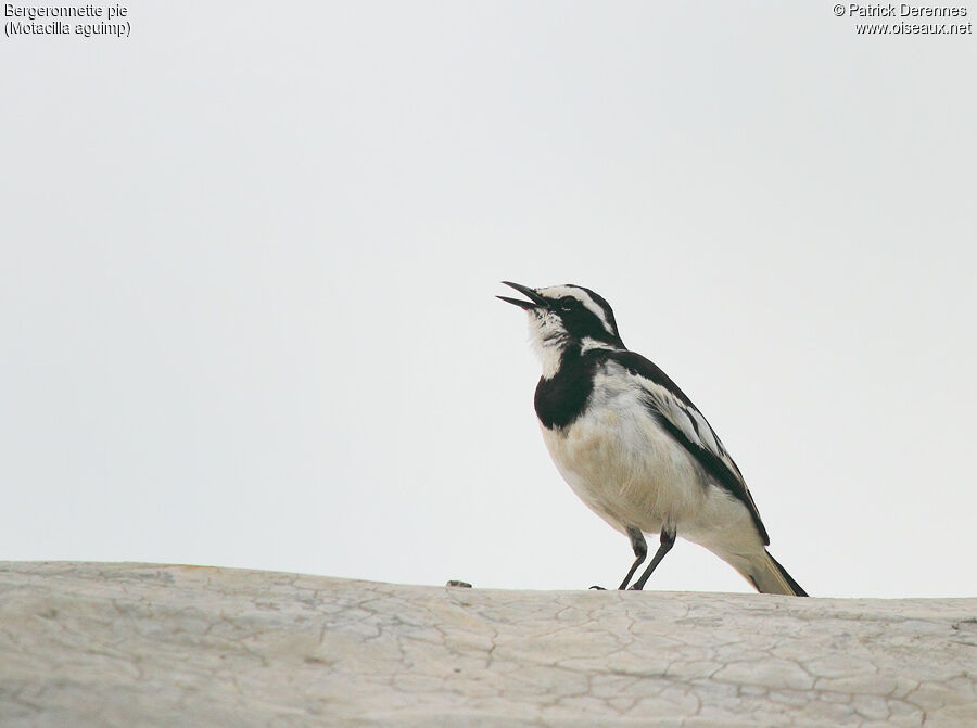 Bergeronnette pie mâle adulte, identification, chant