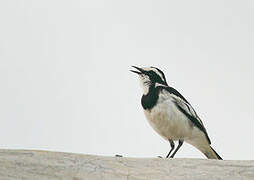 African Pied Wagtail