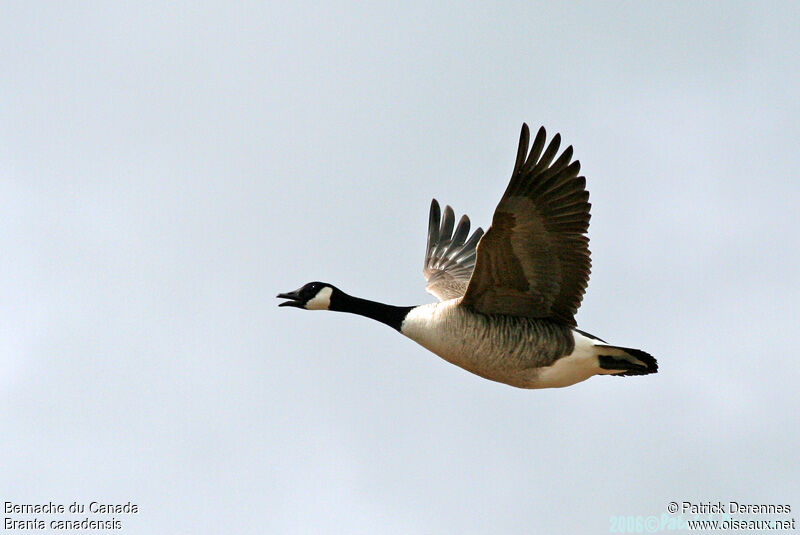 Canada Goose