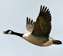 Canada Goose