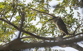 Black-crowned Night Heron