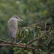 Black-crowned Night Heron