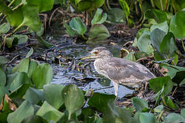 Black-crowned Night Heron