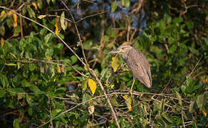 Black-crowned Night Heron