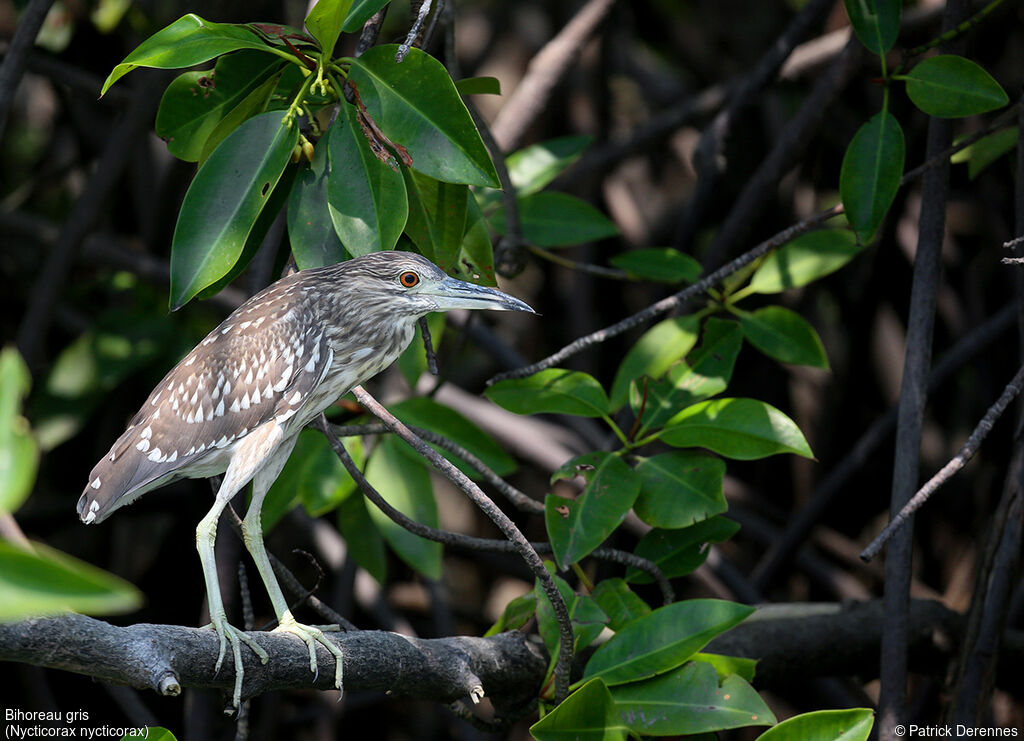 Black-crowned Night Heron