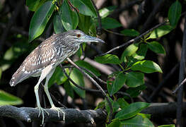 Black-crowned Night Heron