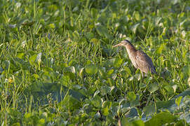 Yellow Bittern