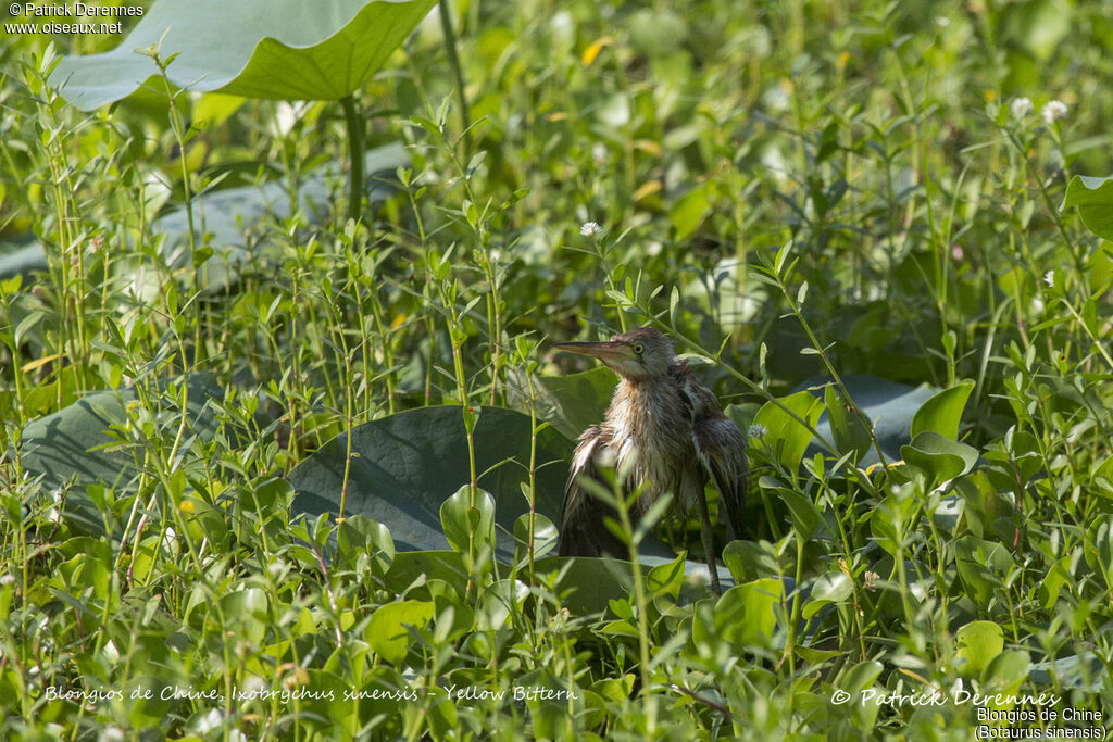 Yellow Bittern, identification, habitat