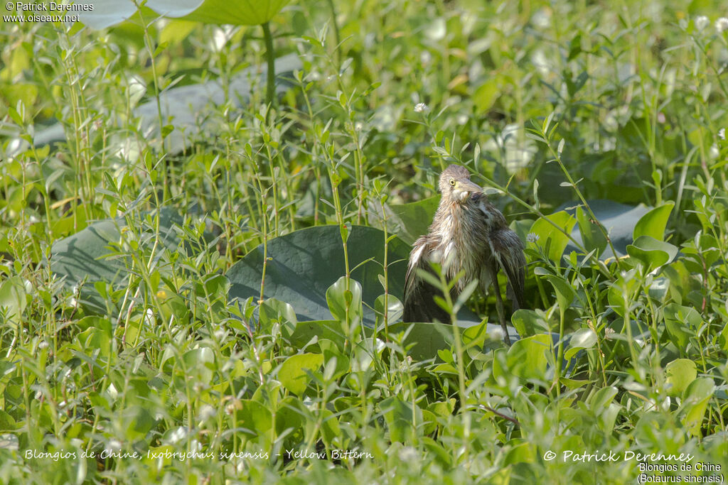 Blongios de Chine, identification, habitat