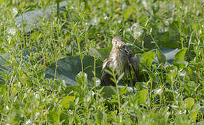 Yellow Bittern