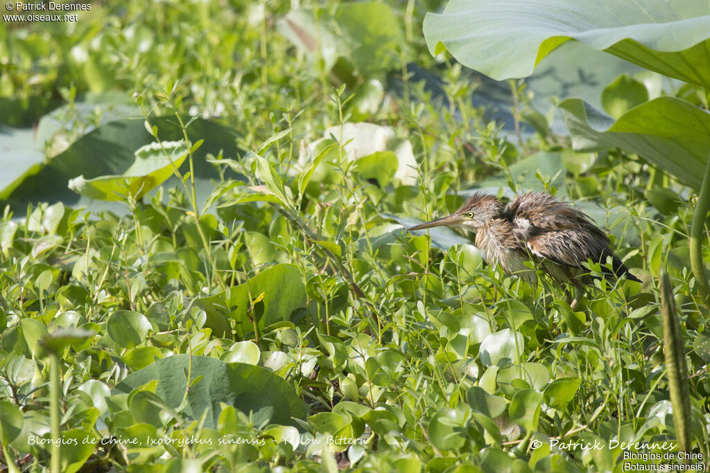 Blongios de Chine, identification, habitat