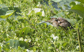 Yellow Bittern