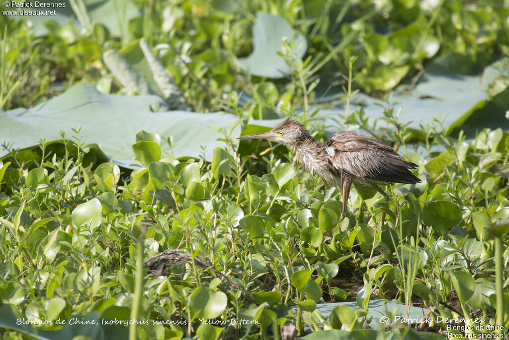 Yellow Bittern, identification, habitat