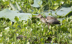 Yellow Bittern