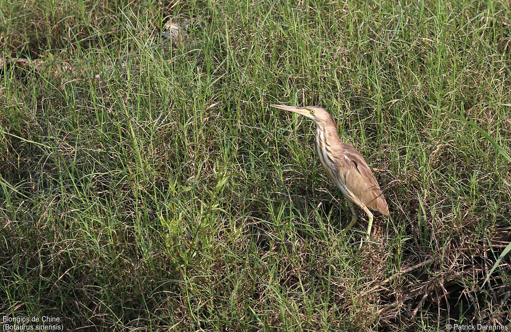 Yellow Bittern