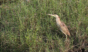 Yellow Bittern