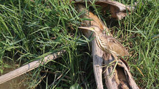 Yellow Bittern