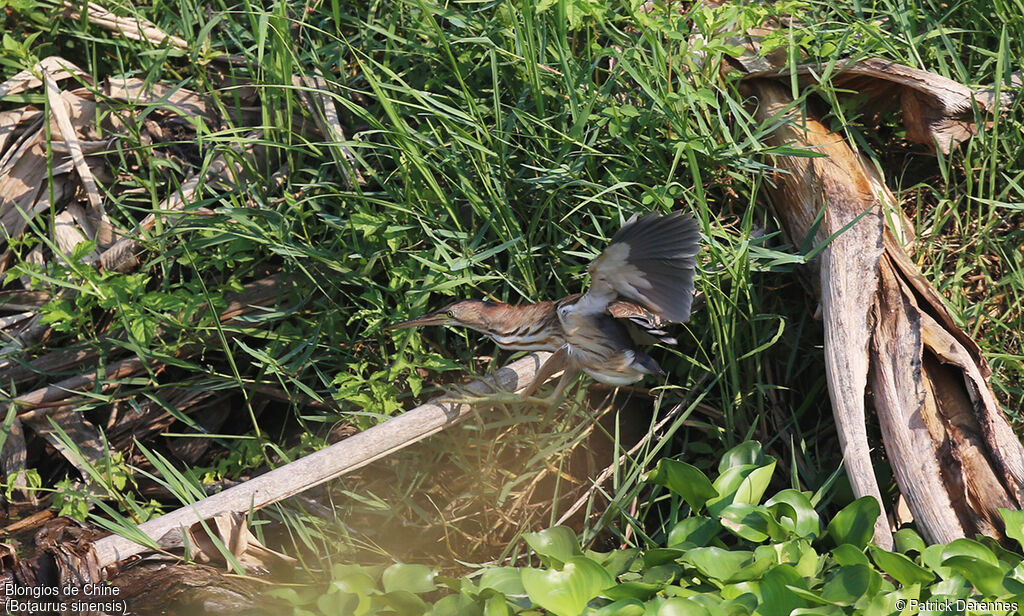 Yellow Bittern