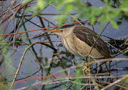 Little Bittern