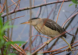 Little Bittern