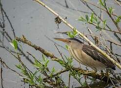 Little Bittern