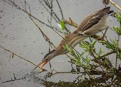 Little Bittern